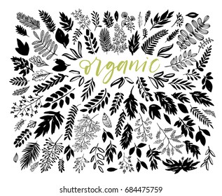 Set of branch and leaves. Ink illustration. Modern brush calligraphy. Isolated on white background.