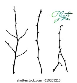 Set of branches acacia with thorns. Winter branches without leaves. Collection of medicinal plants. Detailed vector illustration.