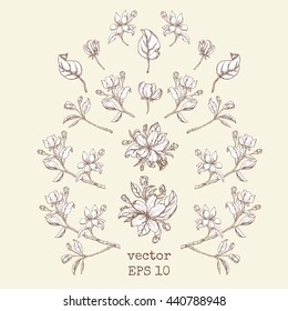 set of branches and apple flowers. Flower set: Sketch of blossoming Apple tree branch. element for your design. Vector illustration