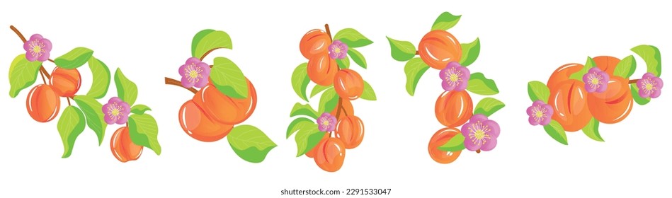 Set of branches with apricots on white background