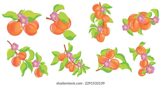Set of branches with apricots on white background