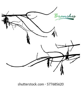 Set of branches of ash tree with seeds. Detailed vector illustration.