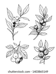 Set of branches with berries. Outline with transparent background. Hand drawn converted to vector