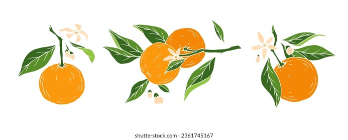 Set of branches of blossoming orange with fruits.Vector graphics.