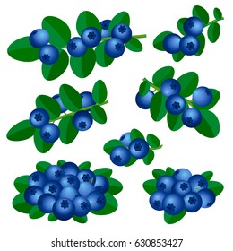 set with branches of blueberries isolated on white background. vector illustration.
