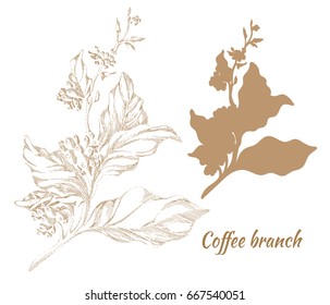 Set of branches of coffee tree with leaves and natural coffee beans. Realistic illustration,  hatching. Organic product. Silhouette, shape. Vector isolated on white background eps.10