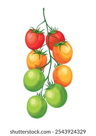 Conjunto de ramas de tomates de colores en estilo de dibujos animados. Ilustración vectorial de deliciosos tomates rojos, verdes y naranjas con subgrupos verdes aislados sobre fondo blanco. Etapas de maduración del tomate.