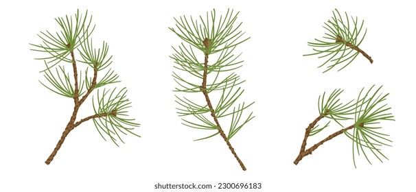 Set of branches of coniferous spruce, pine, arborvitae. Elements of Christmas and New Year decors. Vector graphics.