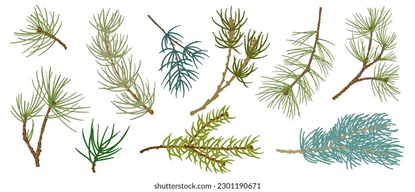 Set of branches of coniferous spruce, pine, arborvitae. Elements of Christmas and New Year decors. Vector graphics.