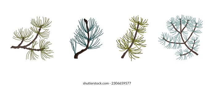 Set of branches of coniferous spruce, pine, arborvitae. Elements of Christmas and New Year decors. Vector graphics.