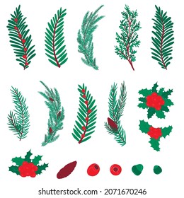 Set of branches of coniferous trees. pine, spruce, juniper, holly. Coniferous berries, pine cone. Winter Christmas elements for decor