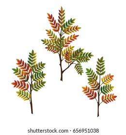 Set of branches of deciduous trees with colorful autumn leaves. Birch, oak, elm, maple, poplar, aspen, hornbeam, mountain ash, acacia. Vector illustration for autumn.