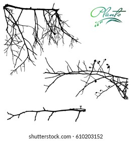 Set of branches dogrose with thorns. Collection of medicinal plants. Detailed vector illustration.