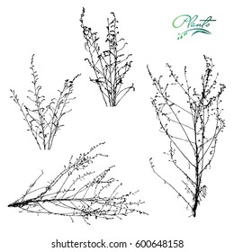 Set of branches and dry inflorescences. Collection of medicinal plants. Detailed vector illustration.