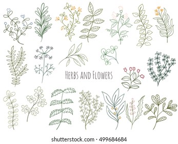 Set of branches, flowers and herbs with leaves Isolated on white background. Hand drawn vector decorative elements can be used for holiday cards, wedding invitation, postcard, flyer, banner or website