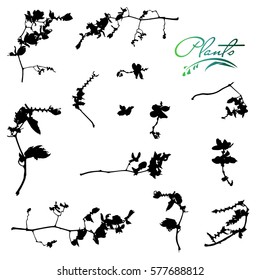 Set of branches with flowers.Collection of medicinal plants. Detailed vector illustration.
