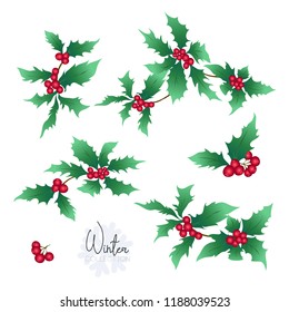 Set with branches of holly.  Colored vector illustration. Isolated on white background.
