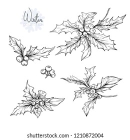 Set with branches of holly.  Graphic drawing, engraving style. vector illustration.. Isolated on white background.