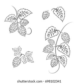 Set: branches of hops with cones and leaves, isolated on white background. Brewing. Ingredient.