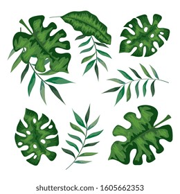 set of branches with leafs tropicals vector illustration design