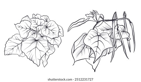 a set of branches and leaves of the catalpa tree vector illustration