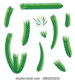 A set of branches or leaves. Christmas tree, pine, winter.