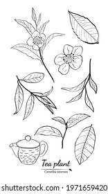 Set of branches, leaves and flowers of a tea plant. Silhouettes of branches and leaves of a tea bush.Skcetch of tea leaves. Botanical illustration.