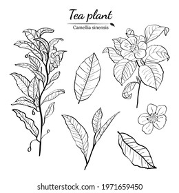 Set of branches, leaves and flowers of a tea plant. Silhouettes of branches and leaves of a tea bush.Skcetch of tea leaves. Botanical illustration.