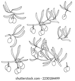 Set of branches, leaves and fruits of an olive tree linear black and white design isolated on white background. Hand drawn element for the design of fabrics, wallpapers, postcards