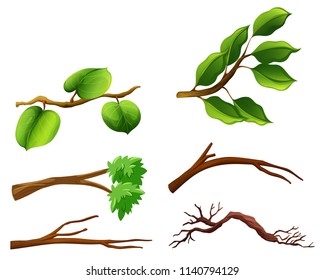 Set of branches with leaves illustration
