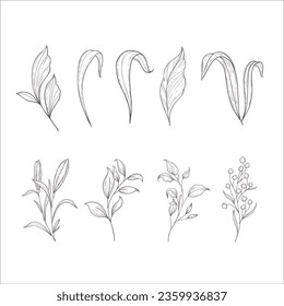 Set of Branches and Leaves. Line Art Illustration.