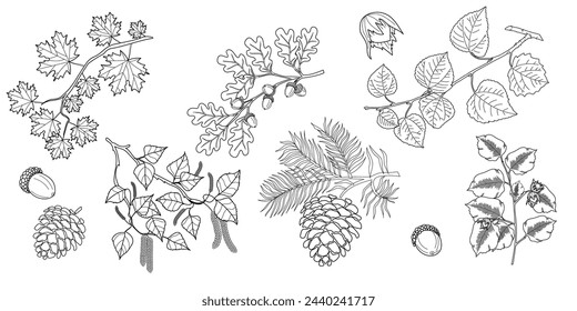 Set of branches with leaves. Maple, oak, linden, hazelnut, birch tree branch with leaves, pine cones