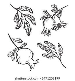 Satz von Ästen und Blättern, kleiner Granatapfel und Blüten. Vektorgrafik botanische Schwarz-Weiß-Illustration, handgezeichnet im Linolschnitt-Stil. Für Lebensmittel- und Kosmetikverpackungsdesign, Menüs, Karten, Poster