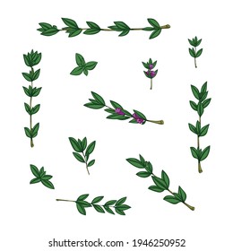 Set of branches and leaves of thyme. Close-up. Multi-colored image. Element for design. Vector illustration.