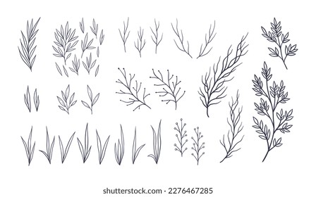 Set of the branches and leaves . Vector hand drawn botanical illustration. Isolated objects on white