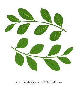 Set of branches with leaves. Vector illustration. Green branches with leaves isolated.