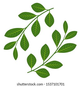Set of branches with leaves. Vector illustration. Green branches with leaves isolated.
