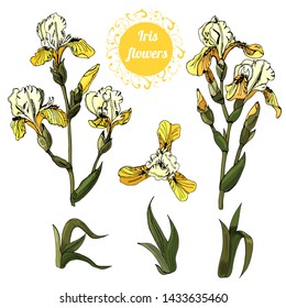 Set of  branches and leaves of yellow  iris flowers. Hand drawn ink and colored sketch.Collection  of color objects isolated on white background. 