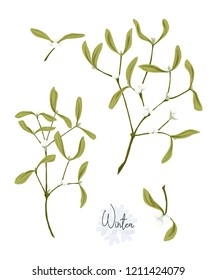Set with the branches of mistletoe. Isolated on white background. Colored vector illustration. 