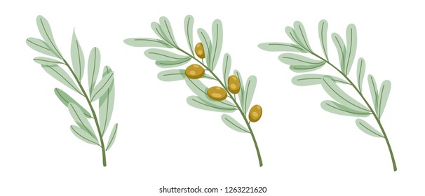 Set of branches of olive tree. Green olives with leaves. Vector illustration in hand drawn style.