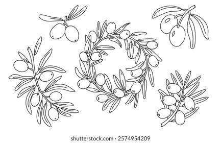 set of branches with olives along the contour. Branches, a wreath with fruits. Isolated illustration on white. An environmentally friendly product with olive oil content. a symbol of a natural product