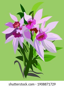 Establecer ramas orquídeas (Falaenopsis, Dendrobium), rosa, flores púrpura, plantas tropicales, tallo verde y hojas sobre fondo verde claro, dibujo digital, ilustración botánica vectorial realista para el diseño