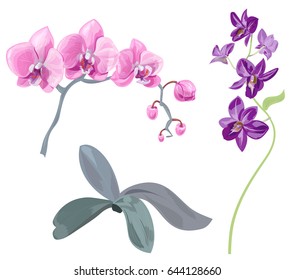 Set branches orchid (Phalaenopsis, Dendrobium), pink, purple flowers, tropical plants, green stem and leaves on white background, digital draw, realistic vector botanical illustration for design