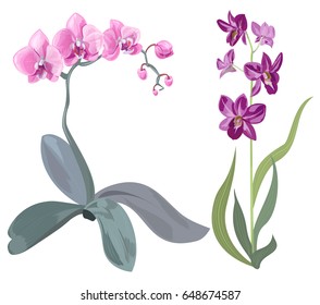 Set branches orchid (Phalaenopsis, Dendrobium), pink, purple flowers, tropical plants, green stem and leaves on white background, digital draw, realistic vector botanical illustration for design