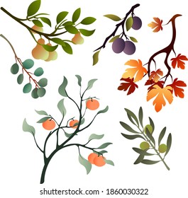 

Set of branches: Pear, Plum, Olive, Maple, Eucalyptus, Orange. 