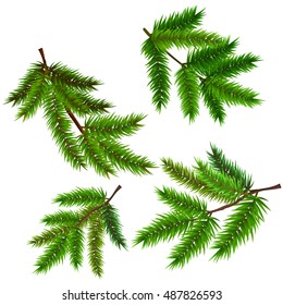 Set branches of pine or fir for design Christmas tree. Vector illustration, isolated on white.