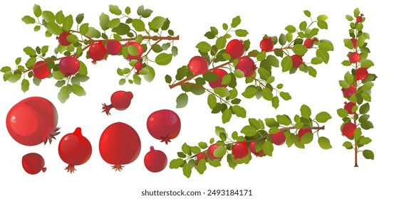 set of Branches pomegranate fruit. Ripe and red. Delicious harvest in garden. Object isolated on white background. Cartoon fun style Illustration vector