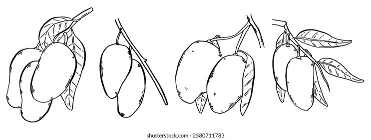 Set branches with ripe mangoes. Mango fruits for label and design. Hand drawn elegant tropical compositions in sketch style. Vector illustration