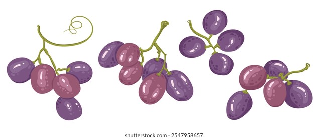 Set of branches of ripe wine grapes. A small twigs of purple berries. Vector illustration of organic vitamin fruit. Eco label concept for natural grape flavor. Design of wine, juice, smoothie.