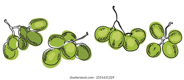 Set of branches of ripe wine grapes in sketch. A small twigs of purple berries. Vector illustration of organic vitamin fruit. Eco label concept for natural grape flavor. Design of wine, juice.